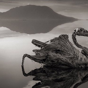 The Bizarre Medusa Lake of Africa