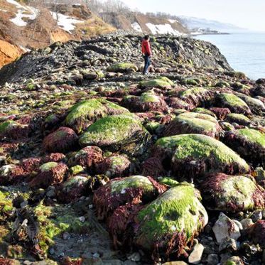 Mysterious Land Mass Appears Overnight Off Japan’s Coast