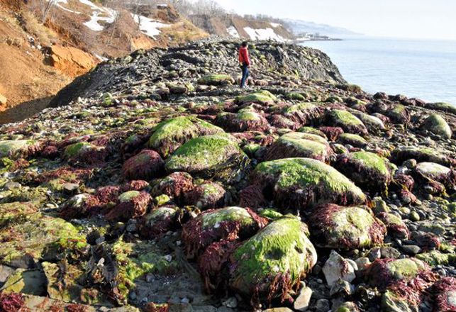 Mysterious Land Mass Appears Overnight Off Japan’s Coast