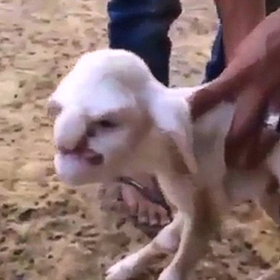 Lamb With Human Face Terrifies Russian Village