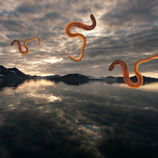 Worms Rain Down on Norway and No One Knows Why
