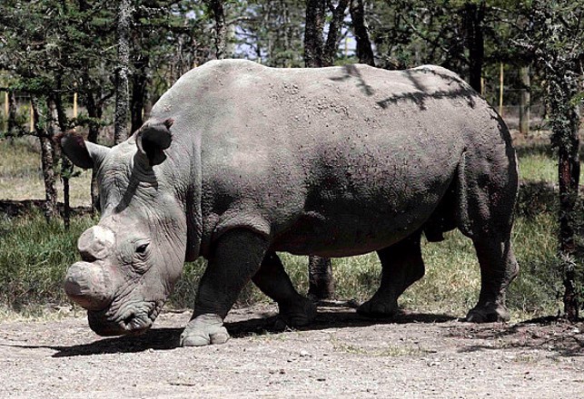 The Last Male Rhino And The Return Of An Extinct Monkey