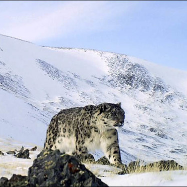 Rare Bobcat Nabs Shark and Camera Nabs Rare Snow Leopard