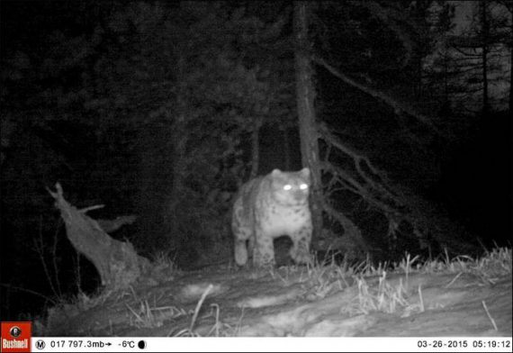 snow leopard night 570x392