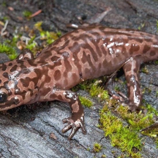 The Mysterious Giant Salamanders of Northern California