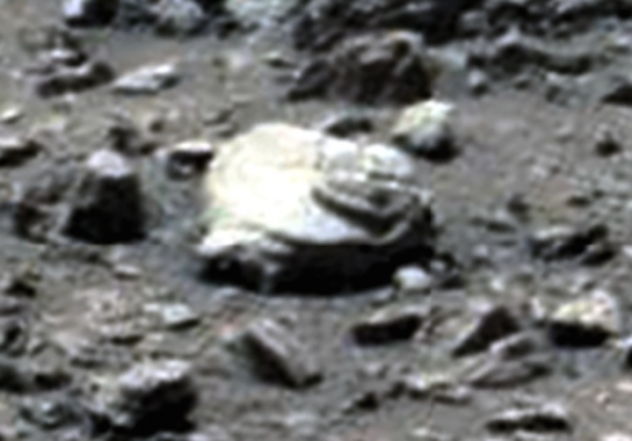 Mars trilobite  570x398