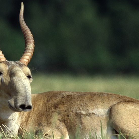 Mysterious Deaths of Saiga Antelopes May Have Sinister Cause