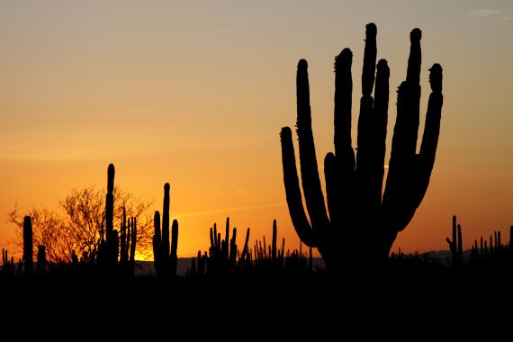 Sonoran_desert_sunset