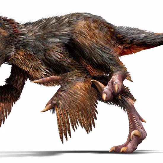 First Step Taken in Turning Chickens Into Velociraptors