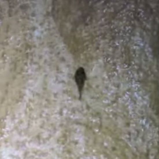 Wall-Climbing Catfish Has Evolution Experts Climbing Walls
