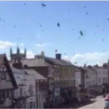 Bee Cloud Blackens Sky, Spider Rain Blankets Ground