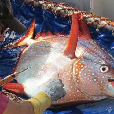 Warm-Blooded Fish, Cold-Blooded Mammal and World Record Eel