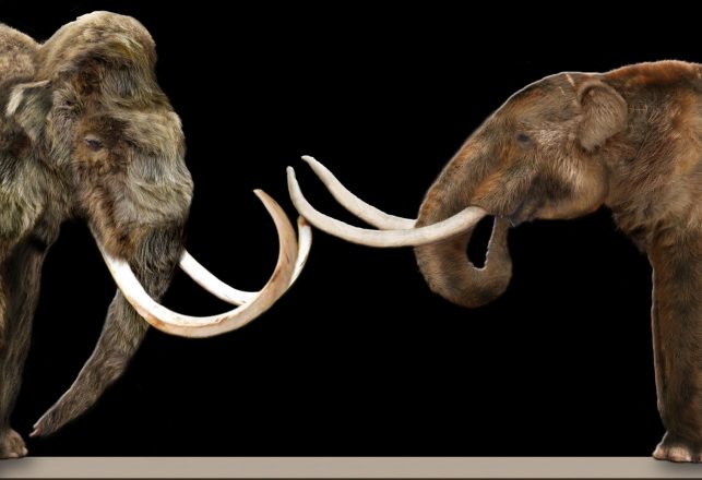 Surviving Mammoths and Mastodons