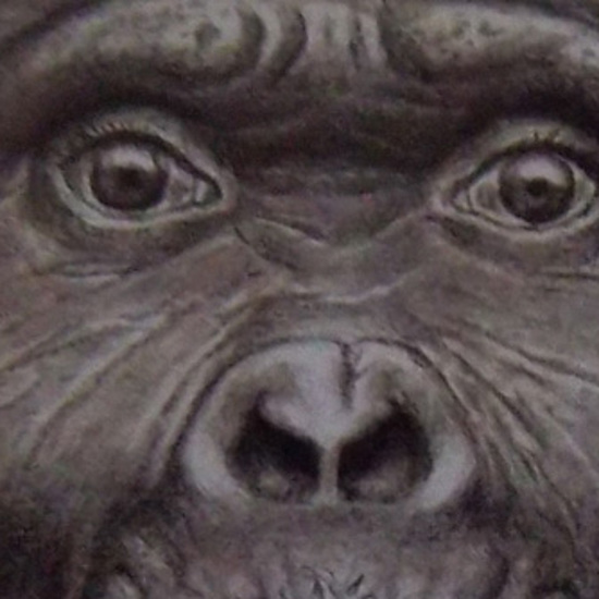 Australia’s Unknown Ape-Men