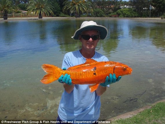 australia goldfish 570x429