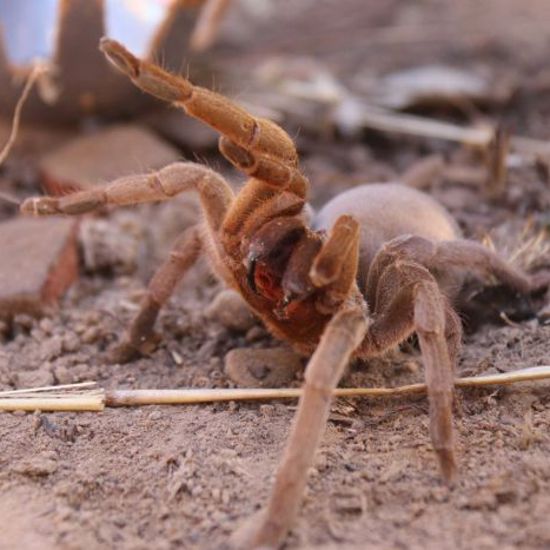 Town Terrorized by Tens of Thousands of Toxic Tarantulas