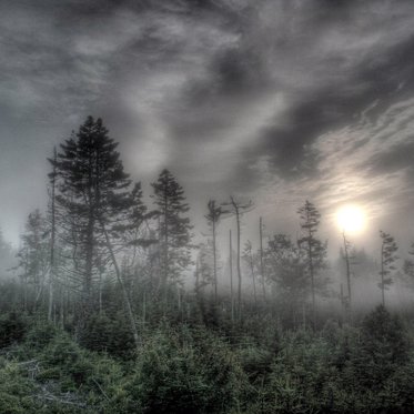 The Cursed Forest of Massachusetts