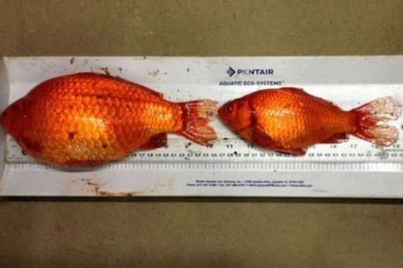 giant Goldfish 570x379