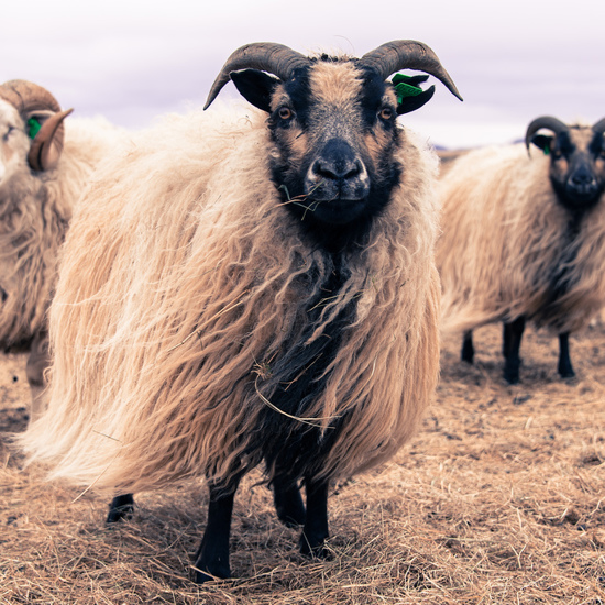 Mysterious Icelandic Sheep Deaths May Signal Volcanic Famine