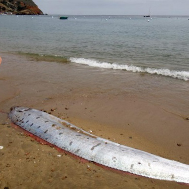 Californians Fear Quakes As Rare Oarfish Washes Ashore