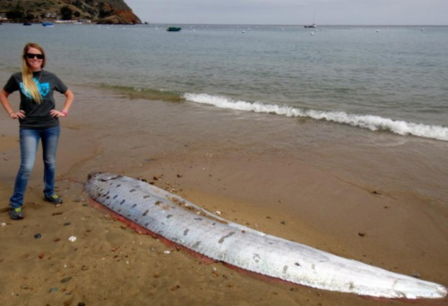 Californians Fear Quakes As Rare Oarfish Washes Ashore