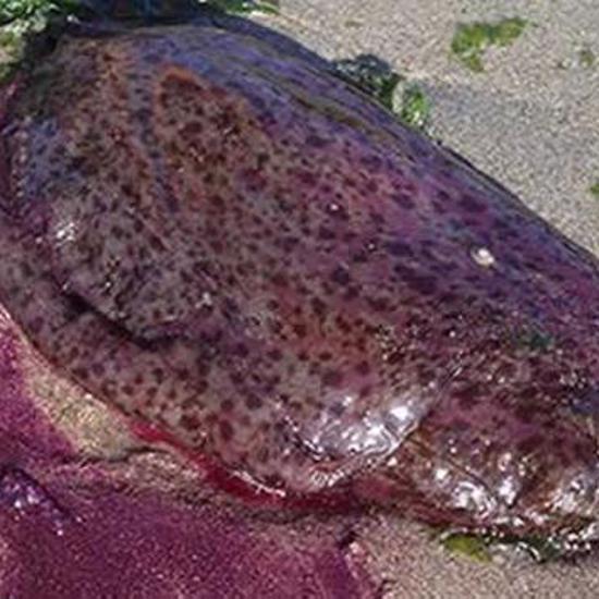 Strange Purple Blobs and More Make Californians Uneasy