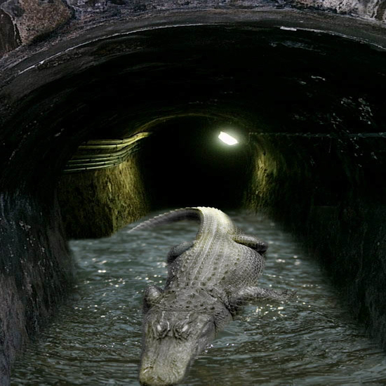 Alligators of the Sewers – Real Ones!