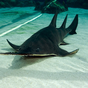 Virgin Births May Save Sawfish From Extinction