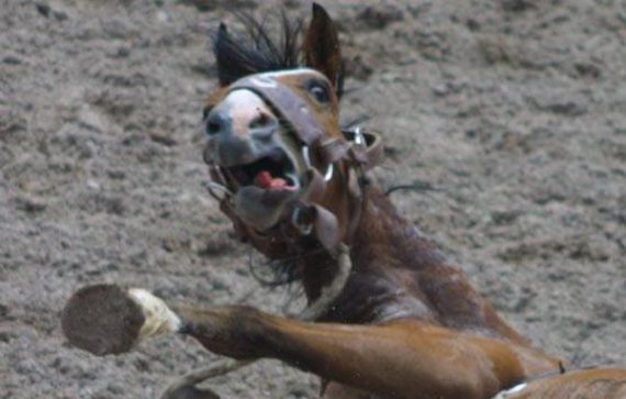 scared horse 570x363