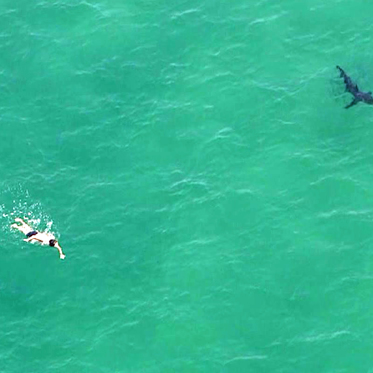 It’s Drones Versus Sharks in What May Be a Long Shark Summer