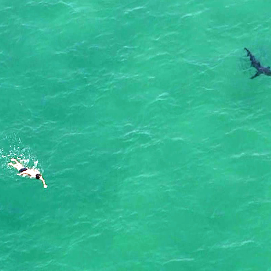 It’s Drones Versus Sharks in What May Be a Long Shark Summer