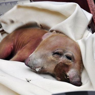 Two-Headed Pig, White-Faced Fawn and World’s Tallest Cow