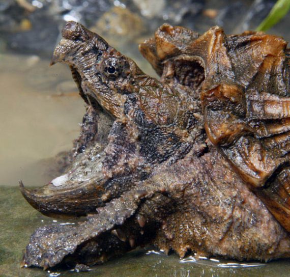0alligator snapping turtle 2 570x544