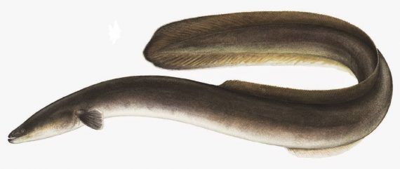 American eel, pub domjpg