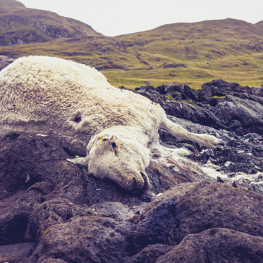 Sheep Sacrifices of the Occult Kind