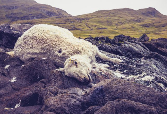 Sheep Sacrifices of the Occult Kind