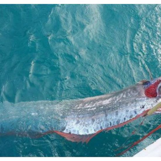 Live Oarfish Delivers New Warning to California