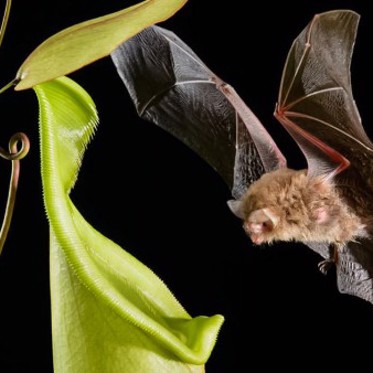 Bats and Carnivorous Plants Converse and Cooperate