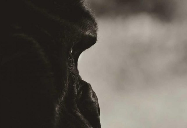 The Grinning “Gorilla” of Canada