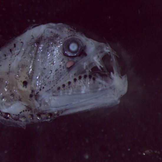 Scary New Fish Species Discovered in Underwater Volcanoes