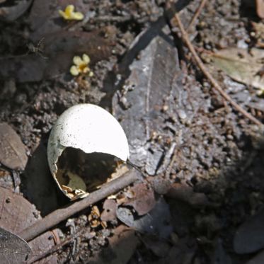 Mysterious Disappearance of All Birds on a Florida Island