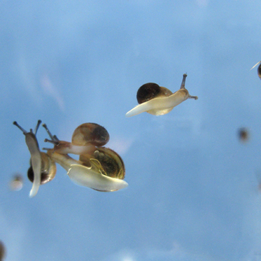 Mysterious Crater Opens in Beach and Snails Fly Out of It