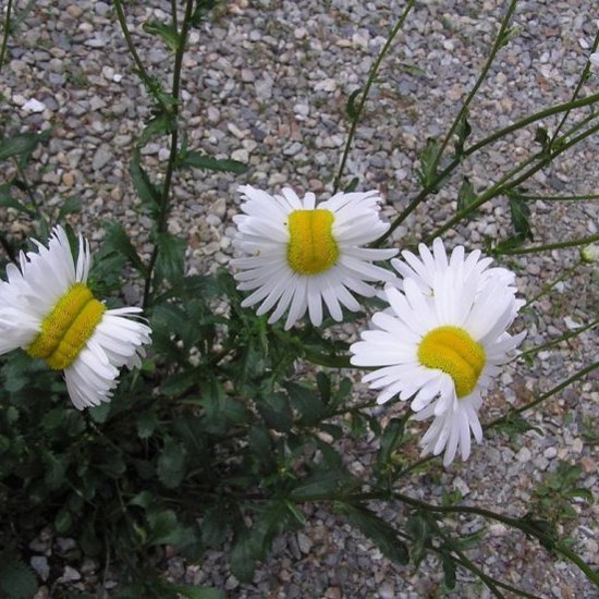 Mutant Daisies in Japan Are Not a Good Sign