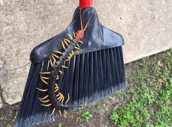 giant red headed centipede broom 570x420