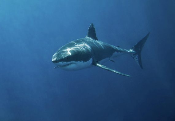 great-white-shark-john-white-photos