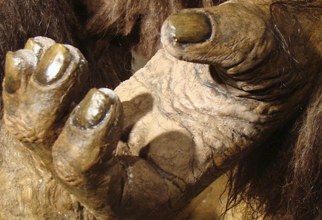 A Hairy Hand of the Horrific Kind