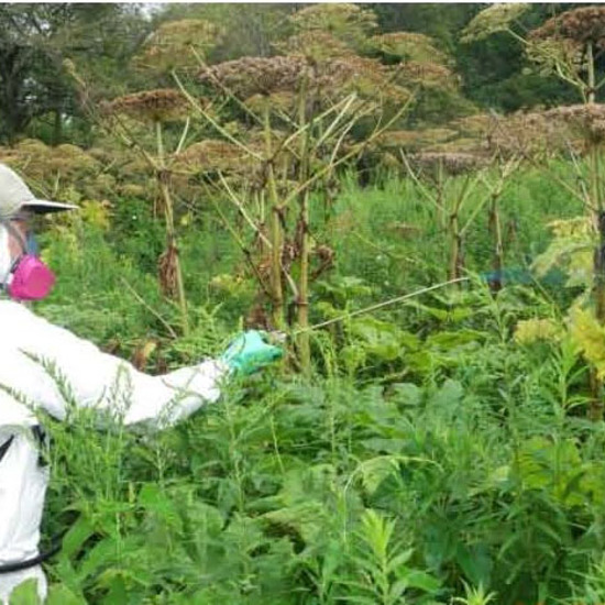 Dangerous Giant Hogweed is Burning Everyone in Its Path
