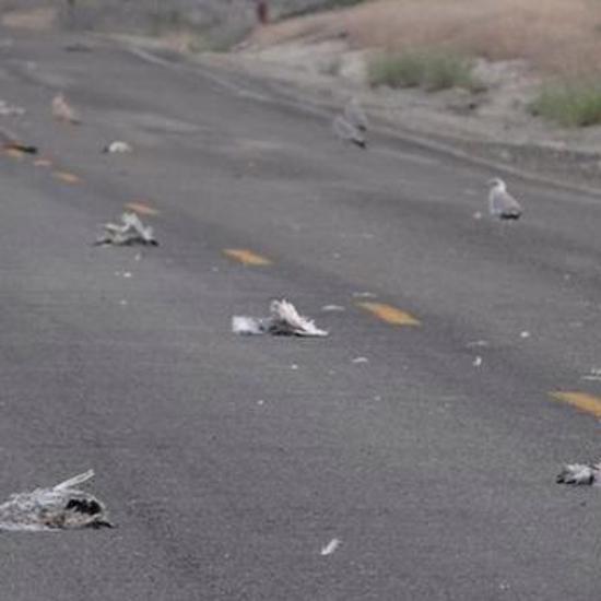 More Dead Birds Fall From the Sky in Idaho