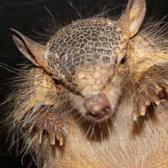 Spitting Armadillos Are Turning More Floridians into Lepers