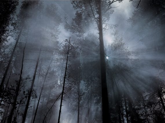 spooky-woods